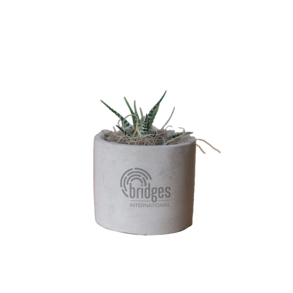 BRIDGES ZEBRA SUCCULENT IN MINI PARKER POT