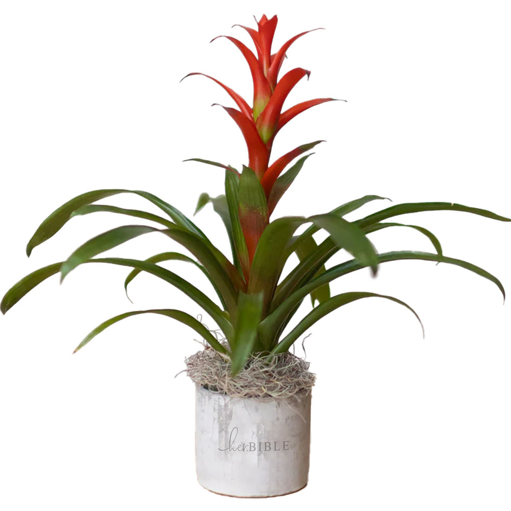 FACULTY COMMONS BROMELIAD PLANT IN LARGE PARKER