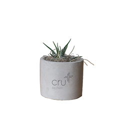 CRU MILITARY ZEBRA SUCCULENT IN MINI PARKER POT