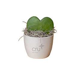 CRU MILITARY HOYA HEART IN MINI HARLOW POT